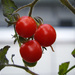 Three Cherry Tomatoes by seattlite