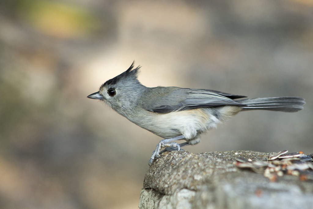 Black-crested Titmouse by gaylewood