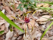 18th Sep 2017 - Spider Orchid