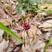Spider Orchid by kjarn