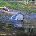 Bathing sparrowhawk by rosiekind