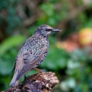 22nd Sep 2017 - STARLING