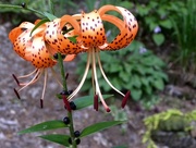 3rd Aug 2017 - Tiger Lily