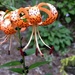 Tiger Lily by sunnygreenwood