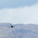RAF Hawk by padlock
