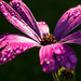 Sparkling Chrysanthemum  by rjb71