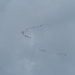 Geese by philhendry