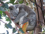 13th Sep 2017 - klassic koala