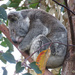 klassic koala by koalagardens