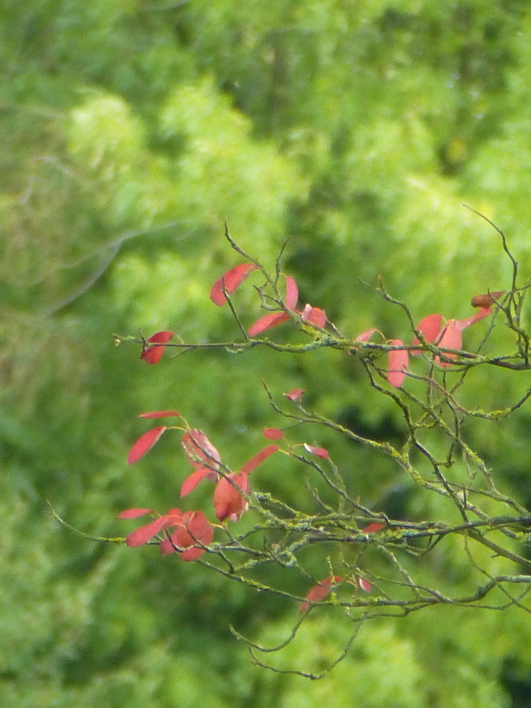 Pretty red leaves ... by snowy