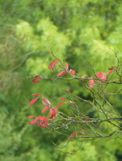 21st Sep 2017 - Pretty red leaves ...