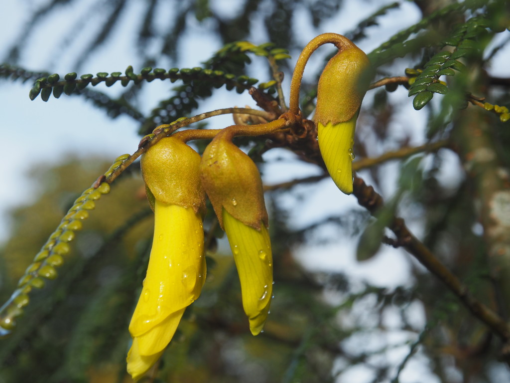 Kowhai flowers starting to blossom  by Dawn