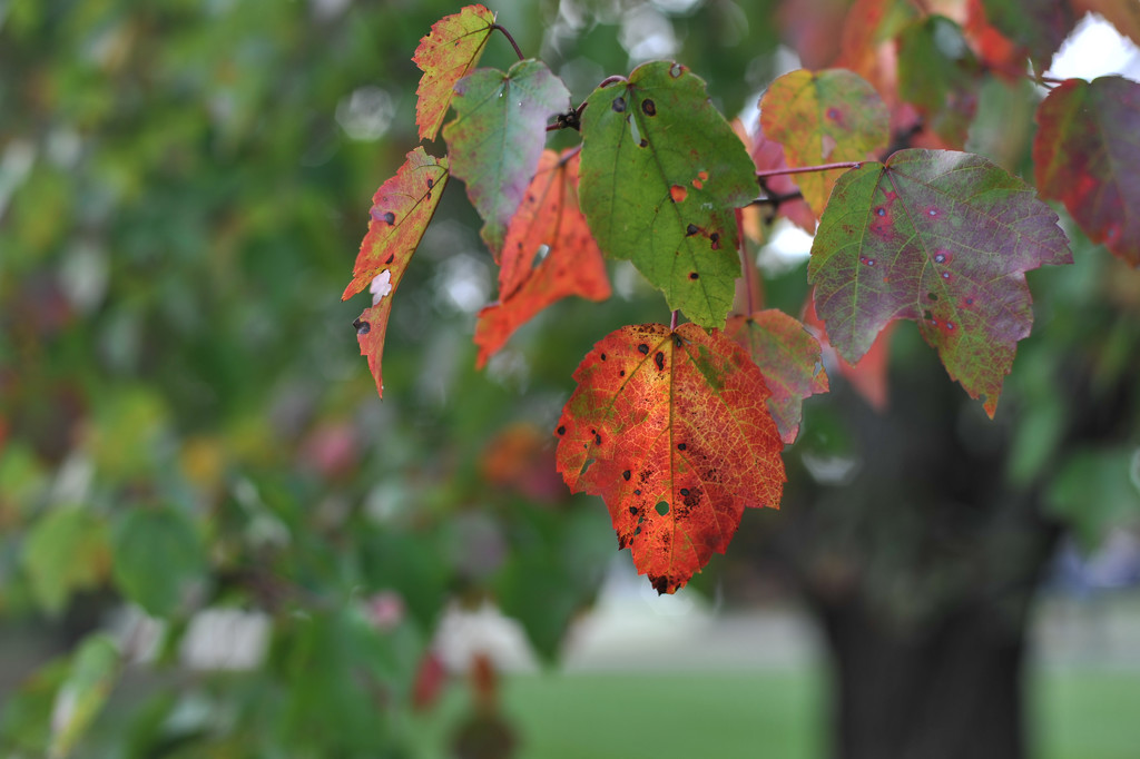 Fall Leaves by loweygrace