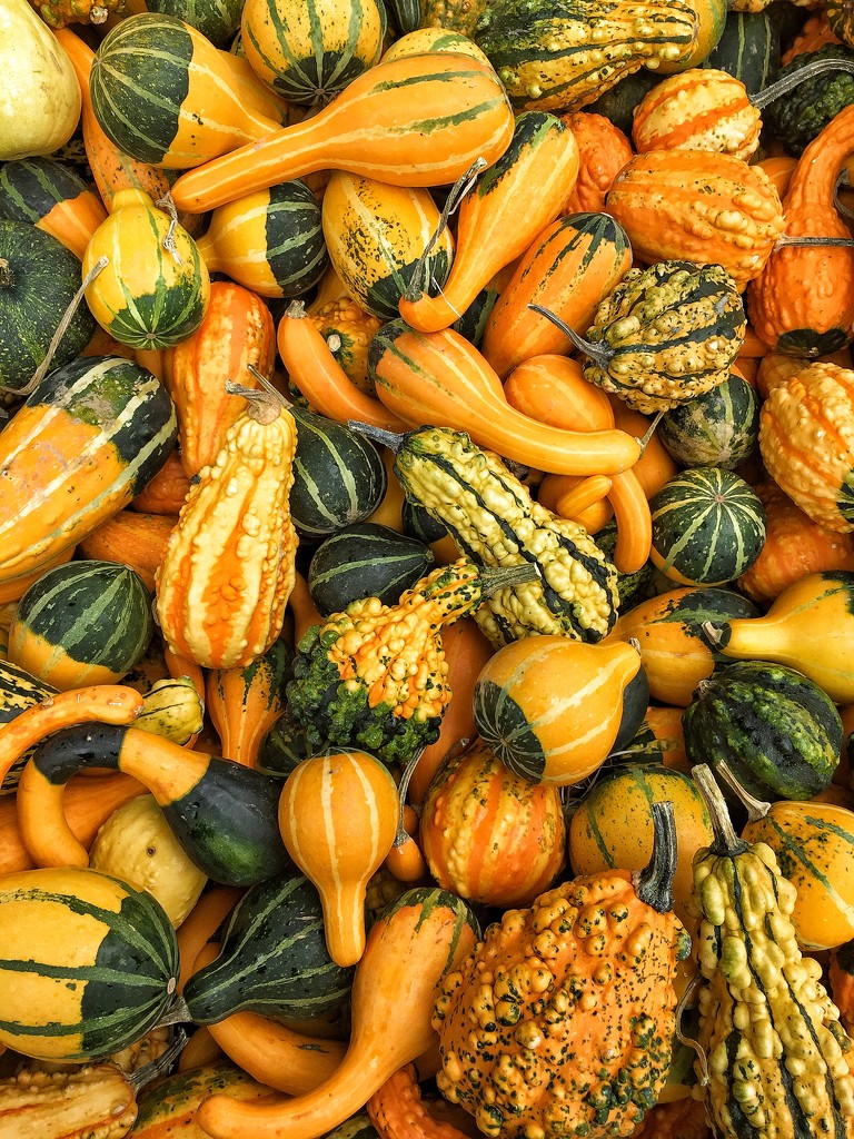 A lot of pumpkins.  by cocobella