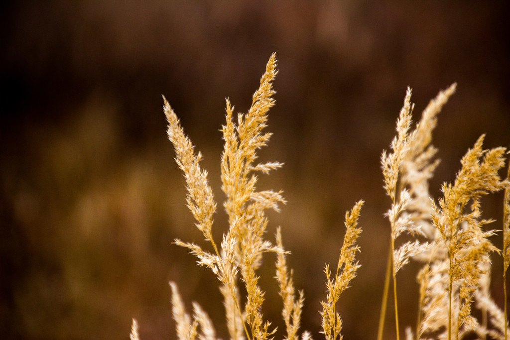 Dried Grasses by jetr
