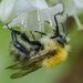 Bee by tonygig