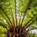 Tree fern by swillinbillyflynn