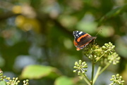 23rd Sep 2017 - Red Admiral.....
