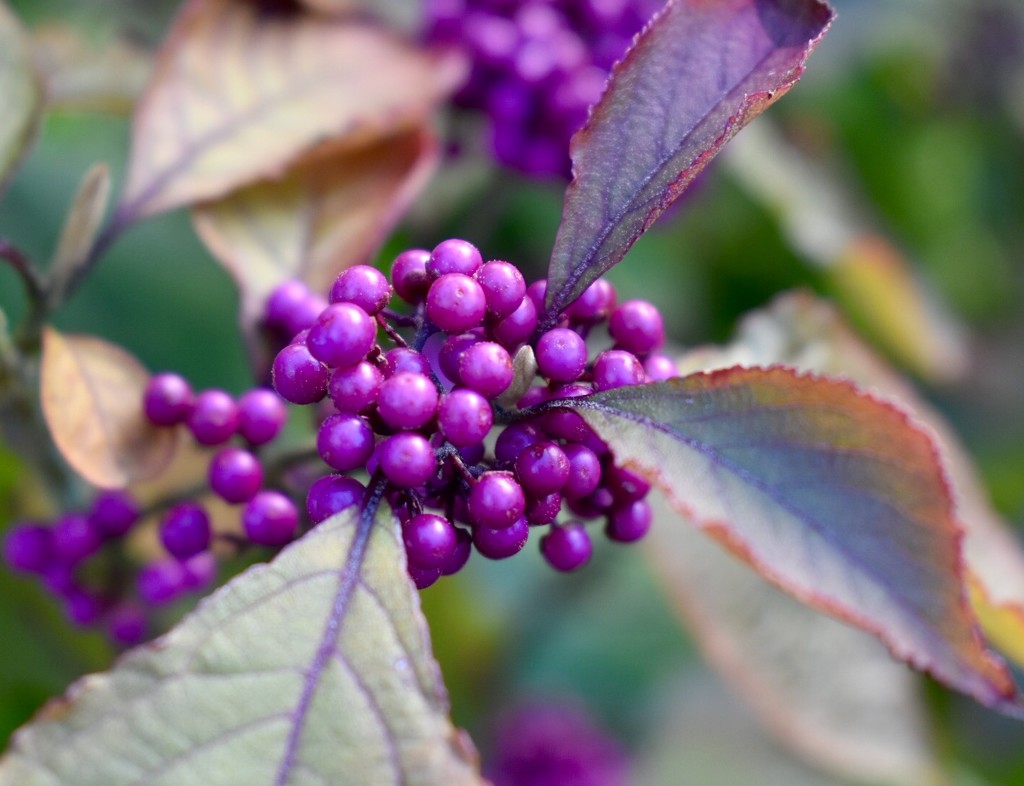 Japanese Beautyberry by gillian1912