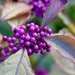 Japanese Beautyberry by gillian1912