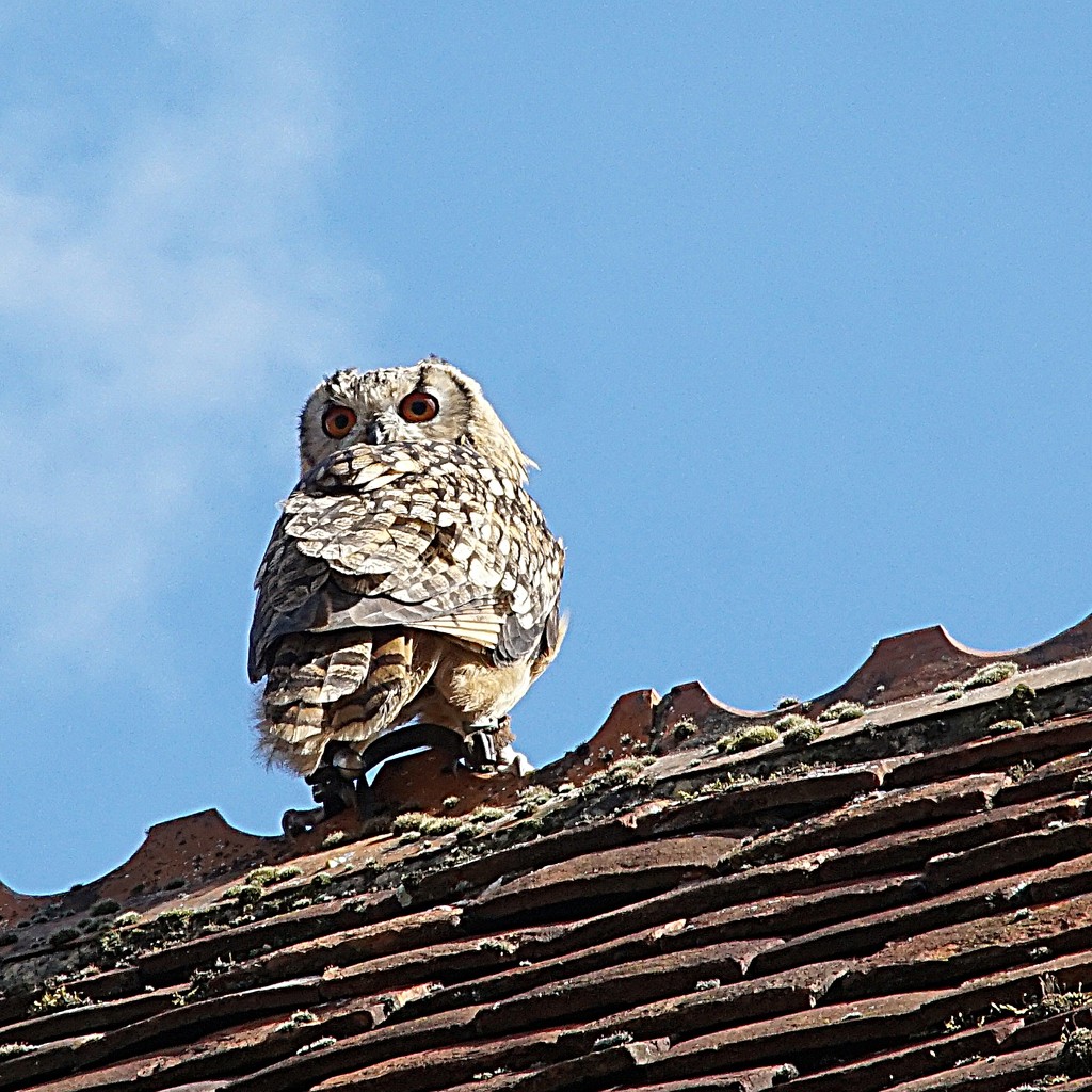 owl on a warm tiled roof  by quietpurplehaze