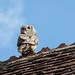 owl on a warm tiled roof  by quietpurplehaze