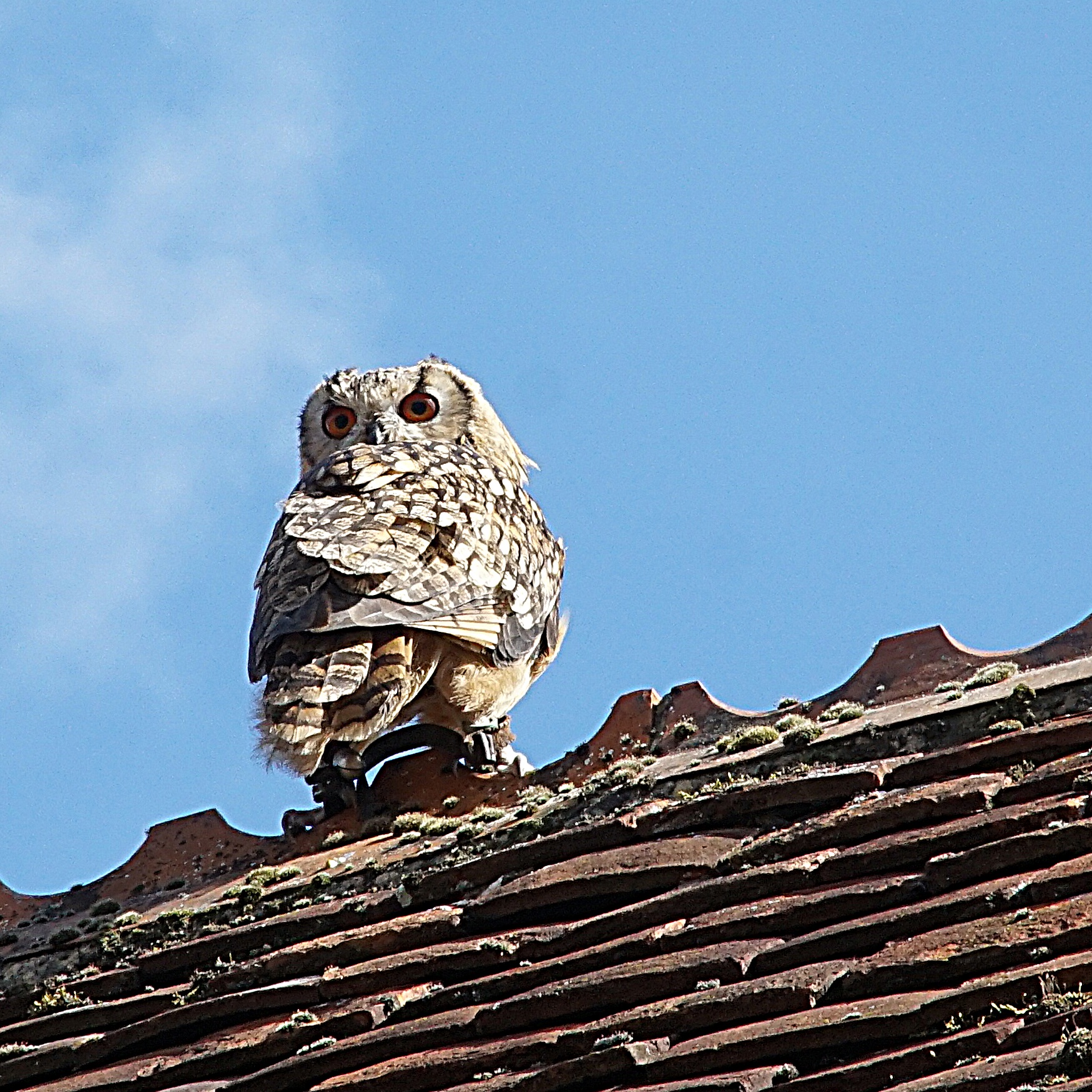 owl on a warm tiled roof by Hazel · 365 Project