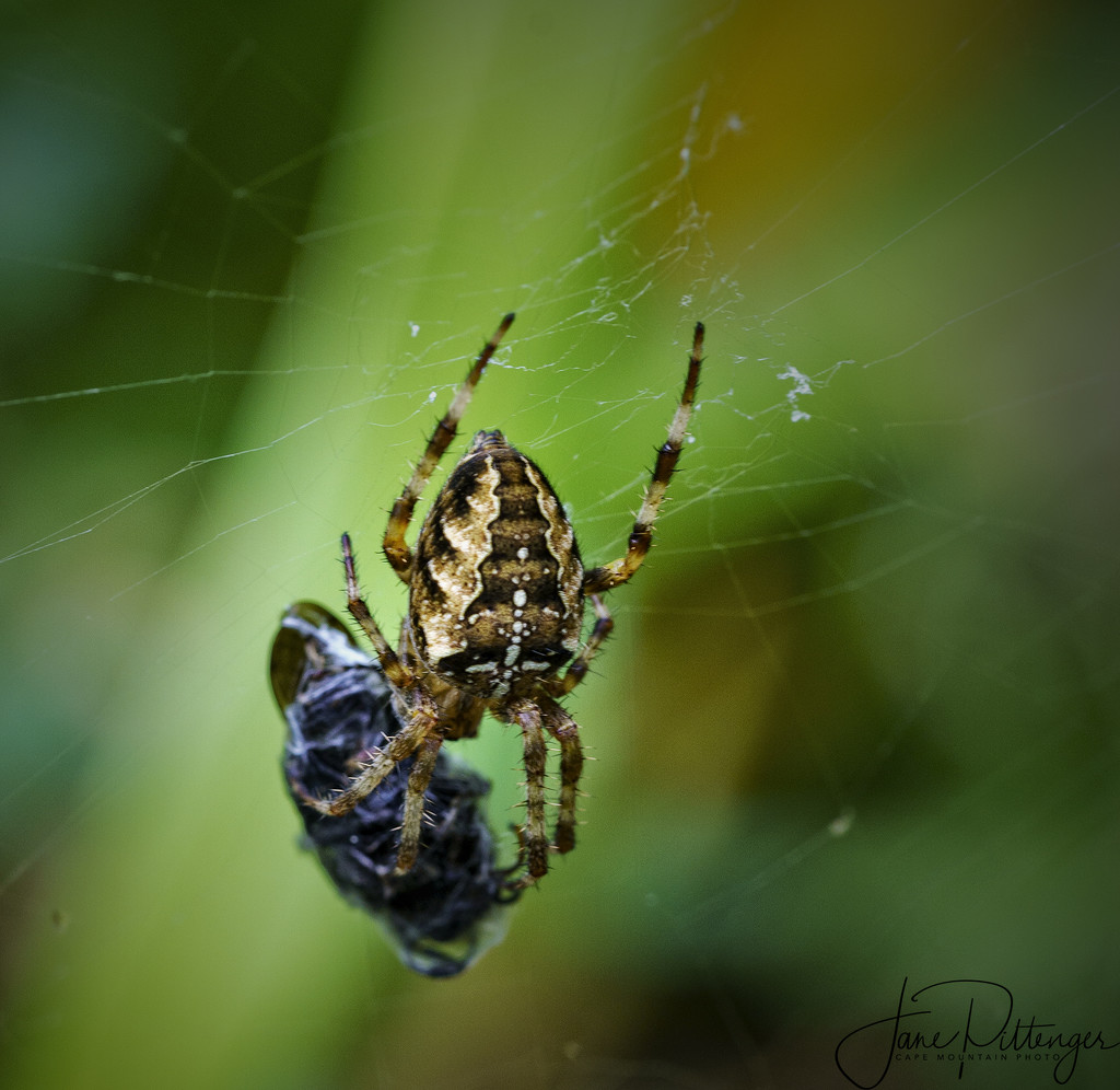 Spider Wrap by jgpittenger