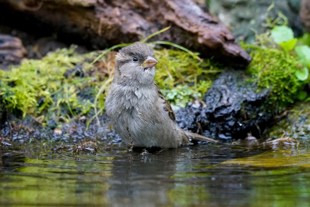 SOGGY SPARROW SUNDAY- TWO by markp