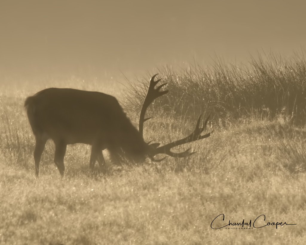 Stag at sunrise by shepherdmanswife