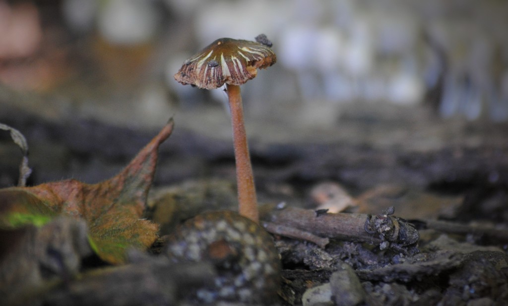 Do You Know the Mushroom Man? by alophoto