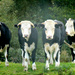  Inquisitive Hereford-cross cattle.... by snowy