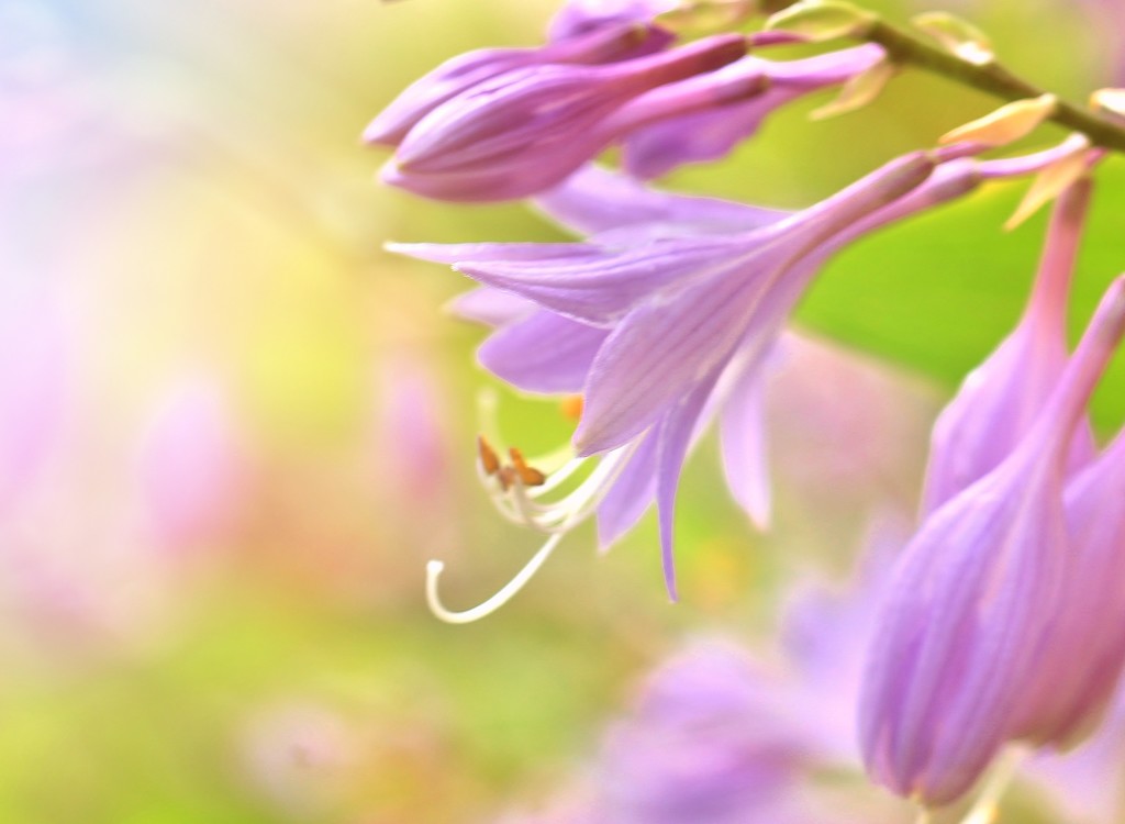 Hosta Flowers by lynnz