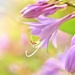 Hosta Flowers by lynnz