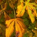 Golden leaves by 365projectdrewpdavies