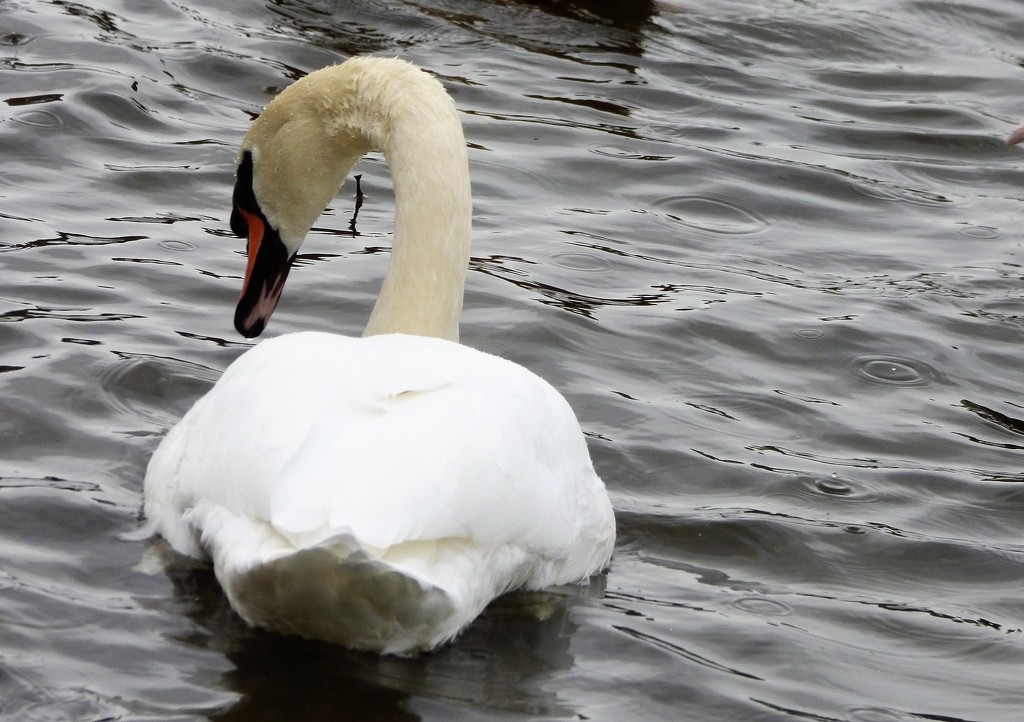 Swan  by beryl