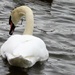Swan  by beryl