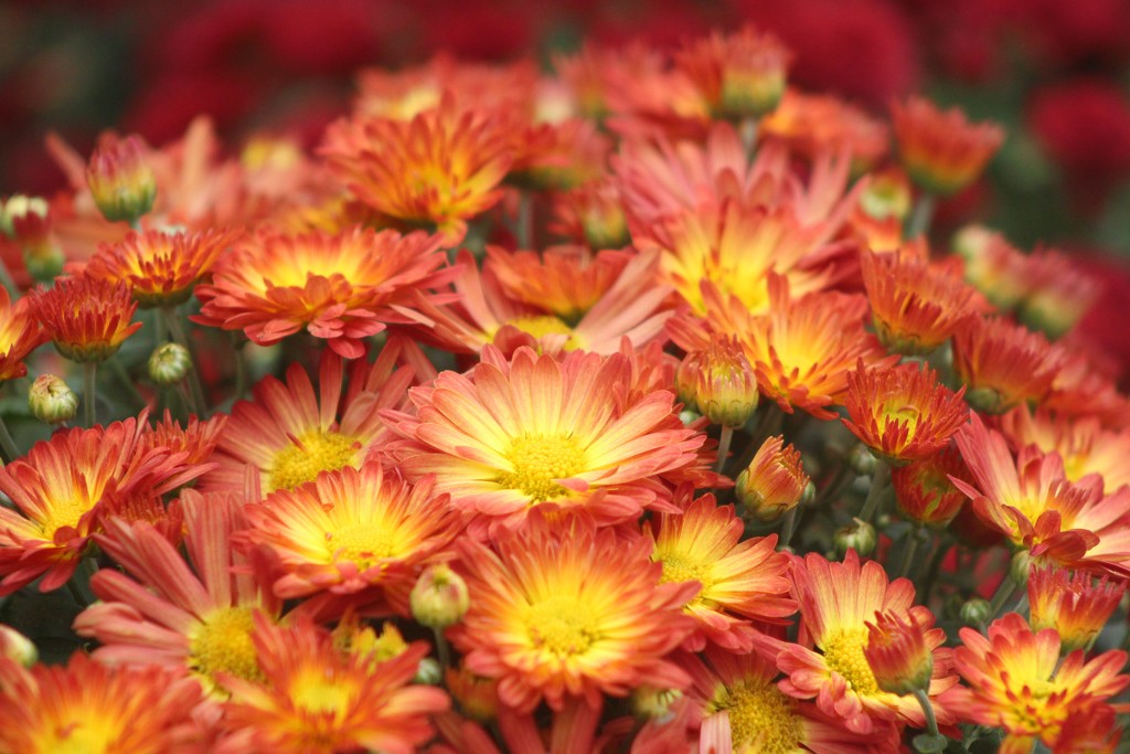 Chrysanthemum by paintdipper