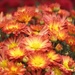Chrysanthemum by paintdipper