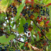 Berries by judyc57