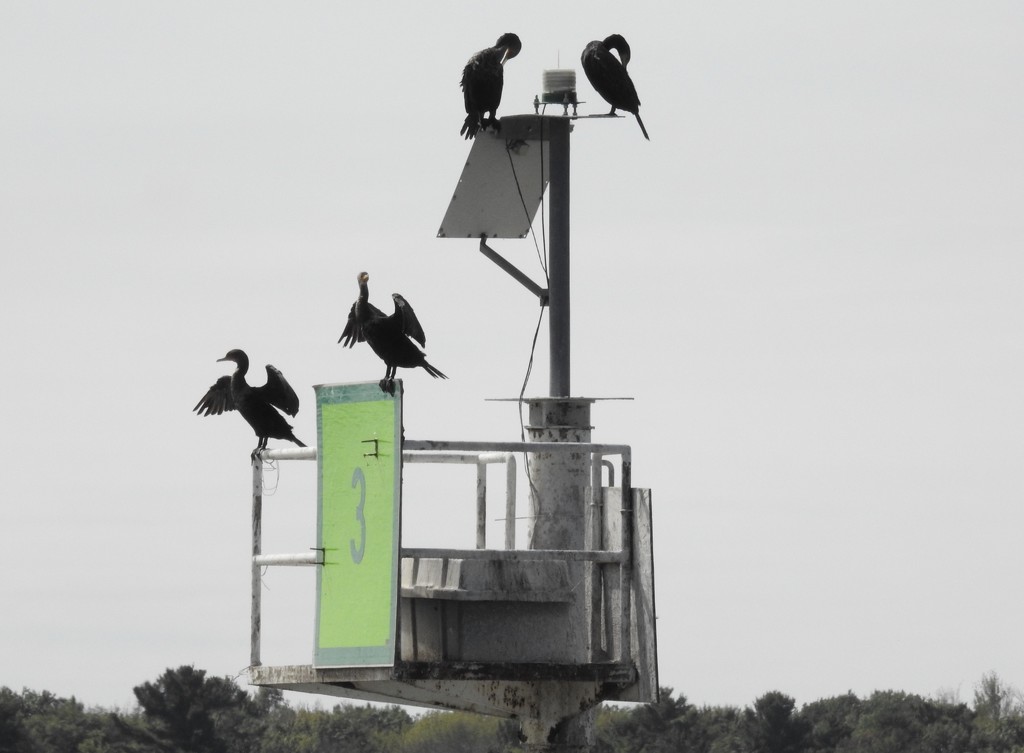 Cormorants along the pier by amyk