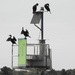 Cormorants along the pier by amyk