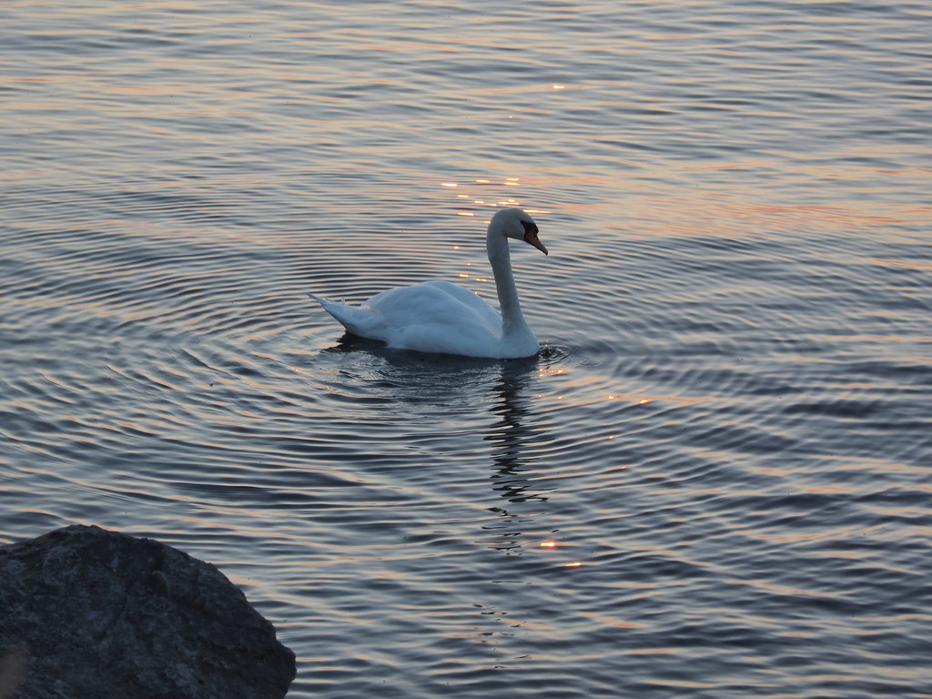 Swan in Circles by selkie