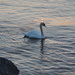 Swan in Circles by selkie