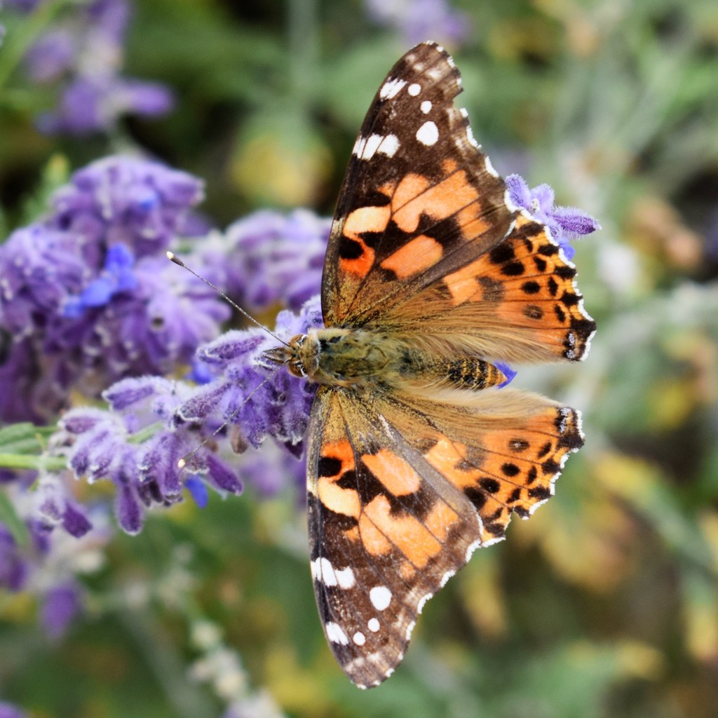 Painted Lady on Russian Sage by sandlily