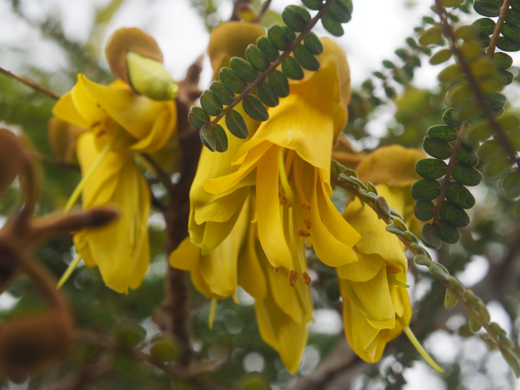 Kowhai flowers opened by Dawn