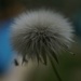 Day 34 | Weed flower pod or Dandelion?  by positive_energy