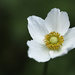 Fall Anemone by lstasel