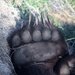 Who Wants A Bear Claw? by randy23