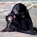 Black Crested Mangabey And Baby by randy23